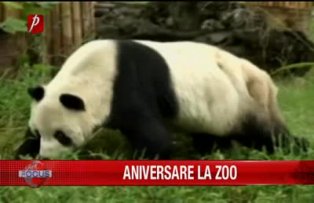 Aniversare la zoo