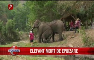 Elefant mort de epuizare