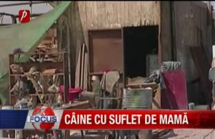 Caine cu suflet de mama