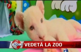 Vedeta la zoo