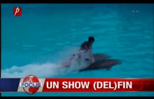 Un show delfin