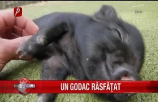 Un godac respectat