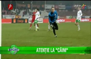 Atenţie la "câini"