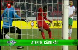 Atenţie, câini răi!