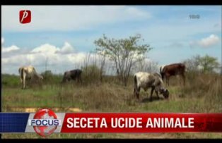 Seceta ucide animalele