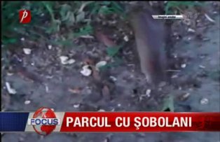 Parcul cu sobolani