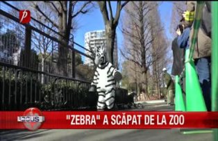 Zebra a scapat de la zoo