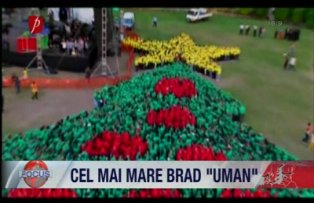 Cel mai mare brad uman