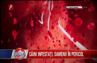 Caini infestati, oamenii in pericol