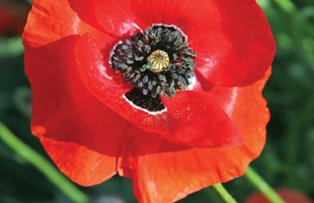 Ce nu stiai ca poti trata cu mac