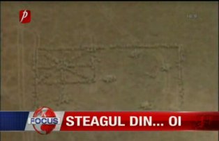 Steagul din ... oi