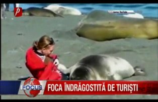 Foca indragostita de turisti