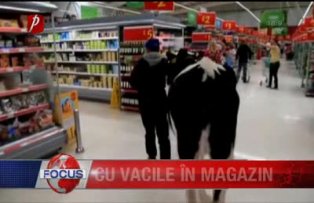 Cu vacile în magazin