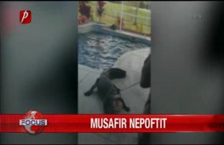 Musafir nepoftit în piscină