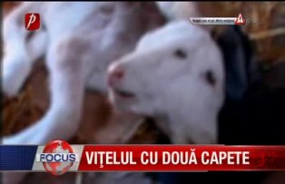 Vitelul cu doua capete