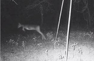 VIDEO / Imaginile care au ingrozit intreaga lume. Ce a surprins o camera de filmat langa padure