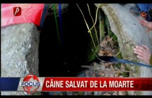 Caine salvat de la moarte