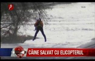 Caine salvat cu elicopterul