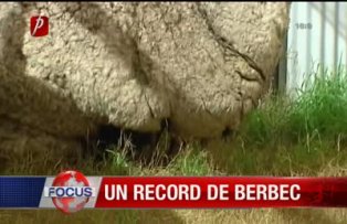 Un berbec de record
