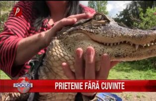 Prietenie fără cuvinte