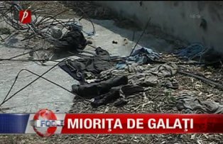Miorita de Galati