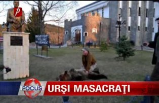 Ursi masacrati