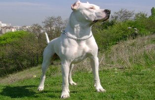 Un roman a fost ucis in Italia pentru ca a facut complimente unui caine. Ce i-a spus patrupedului l-a scos din minti pe stapan