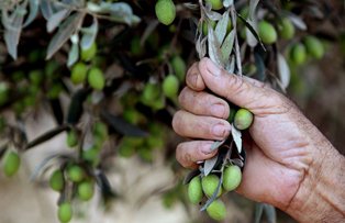 Plantele biblice te scapa de boli