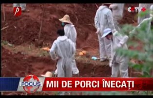 Mii de porci inecati