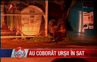 Au coborat ursii in sat