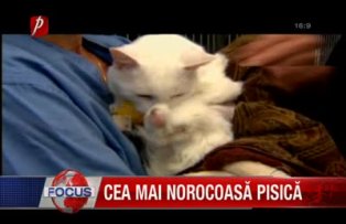 Cea mai norocoasa pisica