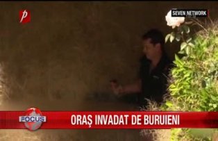 Oras invadat de buruieni