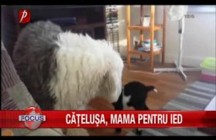 Catelusa mama pentru ied