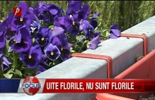 Uite florile nu sunt florile