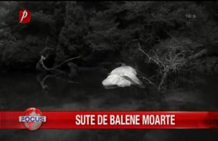 Sute de balene moarte