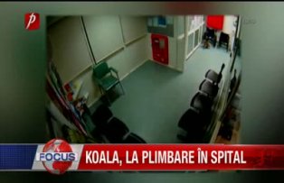 Koala la plimbare in spital
