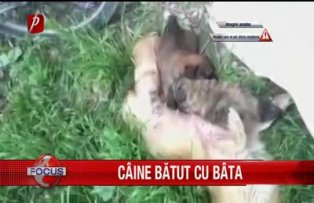 Câine bătut cu bâta