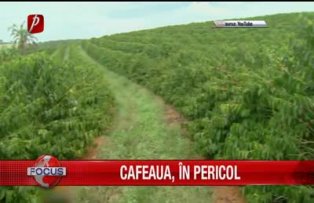 Cafeaua, in pericol