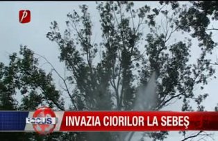Invazia ciorilor la Sebes