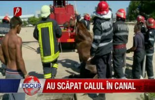 Au scăpat calul în canal