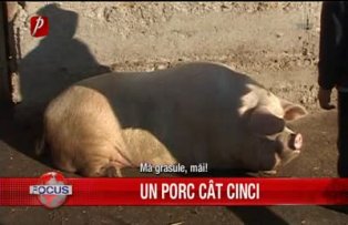 Un porc cat cinci