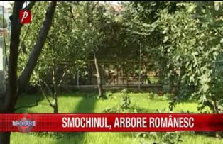 Smochinul arbore romanesc