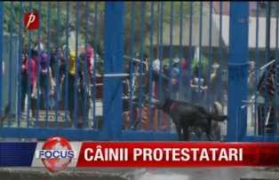 Câinii protestatari