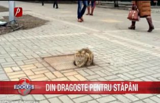 Din dragoste pentru stăpâni