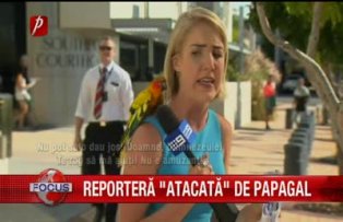 Reporter "atacat" de papagal