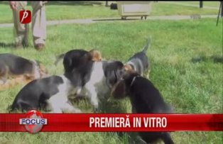 Premiera in vitro