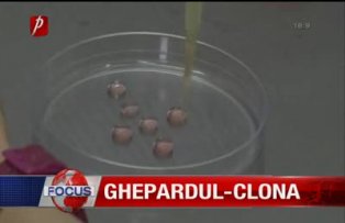 Ghepardul-clonă