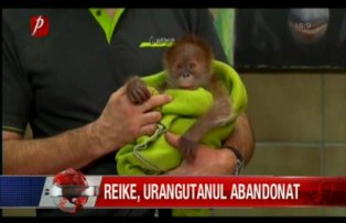 Reike, urangutanul abandonat