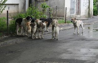 Caz socant in Valcea: Un barbat a fost sfasiat de caini pe strada