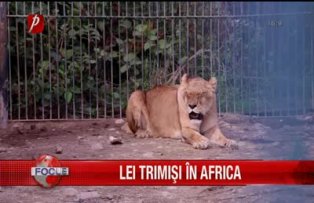 Lei trimisi in Africa